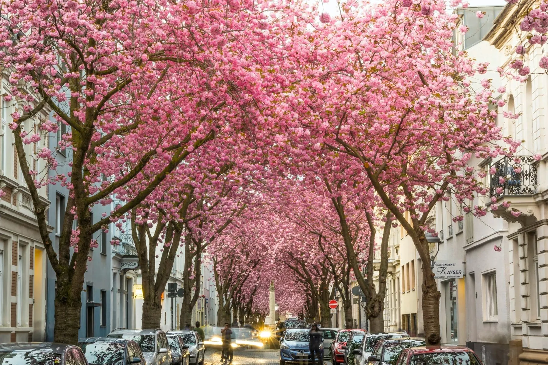 Kirschblüte in der Heerstraße in Bonn